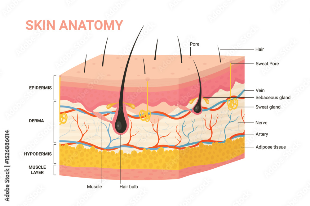 Skin layers, structure anatomy diagram vector illustration. Cartoon ...