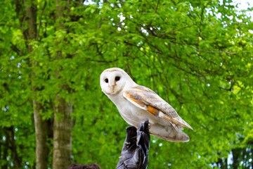 Wall Mural - barn owl perched in a green forest.