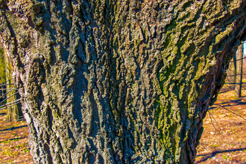detail of the bark of a hackberry tree - latin name - celtis occidentalis