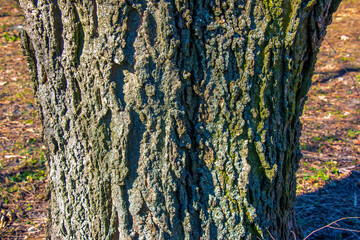 detail of bark of hackberry tree - latin name - celtis occidentalis
