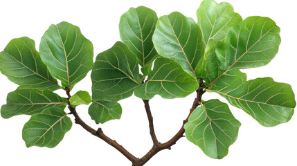 Fiddle Leaf Fig Tree Branch with Green Leaves on a PNG Transparent Background