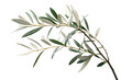 © Samoresh - Branch of a olive tree with leaves isolated on white or transparent background