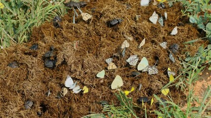 Wall Mural - Popeye dung beetles (Pachylomera femoralis) and various species of butterflies on elephant dung, South Africa