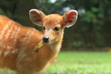 Wall Mural - portrait of a cute sitatunga