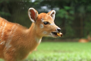 Wall Mural - portrait of a cute sitatunga