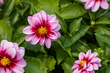Wall Mural - Full frame texture background of blooming purple and pink dahlia flowers and foliage