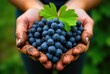 © SnapScape - Person holding grapes with a top leaf against green background