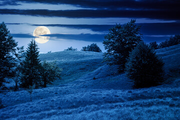 Wall Mural - beech forest on the grassy hill at night. alpine scenery with trees in lush leaves. primeval woods i