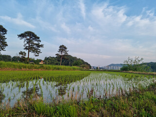 Wall Mural - this is a rural landscape in spring.