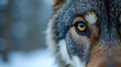 © ZAHL IMAGES - Macro Close-Up of Wild Wolf’s Eye with Amber Iris and Detailed Fur Texture in Winter Forest