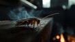 © AGIL - Close-up of a cockroach in smoke