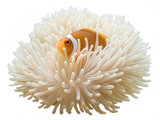 Carpet anemone png sea anemone png marine anemone png aquatic animal png underwater coral png reef animal png colorful anemone png transparent background image