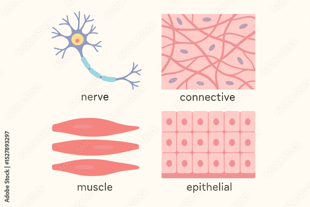 Four Basic Types Of Human Body Tissues Vector Illustration Nerve Four Basic Types Of Human Body Tissues Vector Illustration Nerve