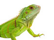 © R_A_N png - iguana animal png tropical lizard png green iguana close-up png exotic reptile species png herbivorous lizard png wildlife photography png transparent background image