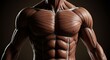 © petokpetok - Detailed Muscular Torso Anatomy Showing Chest Shoulders Abs on Dark Background