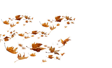 Wall Mural -  leaves isolated autumn winter season background falling fall platanus tree wid air w