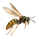 A common wasp flying with its stinger ready isolated on a transparent background