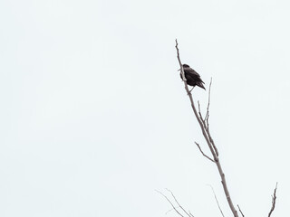 blackbird on the branch of a tree with a white background