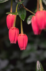 pink chilean lantern tree (crinodendron hookerianum) beautiful flowers in bloom at the lost gardens 