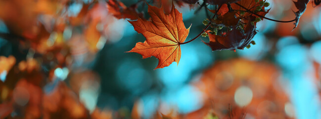 Canvas Print - yellow autumn leaves and black trunks against a blue sky.