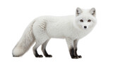 arctic fox isolated on a white background