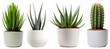 © Rawpixel.com - PNG Vibrant potted succulents and cacti, element set on transparent background