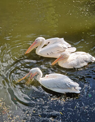 Naklejka na meble Group of pelicans resting by the lake. Birds with large, curved beaks and white plumage contrast beautifully against the rippling water surface
