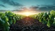 © Pinklife - An expansive view of well-cultivated vineyard rows basking in the golden light of the sunset portrays the serene beauty of nature and the fruits of diligent labor in wine production.