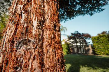Textured Redwood Tree Trunk Close-up
