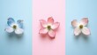 © ArmStrong☠ - Three dogwood blossoms in blue, pink, and white on pastel background.