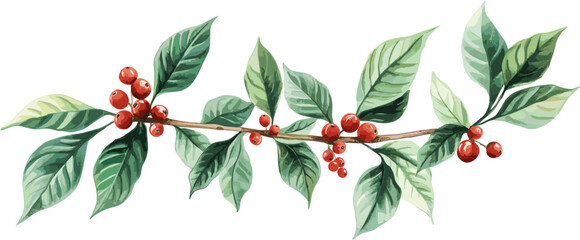 Coffee tree leaves and red berries, in clip art style, isolated on white background