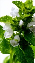 Wall Mural - Close up of a blooming white flower, with green leaves, glistening with water droplets on a white background, showcasing nature's beauty.
