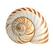 © woopics - A spiral sea snail shell from the ocean isolated on a transparent background