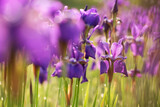 Fioletowe kwiaty irysy w ogrodzie, tło kwiatowe.