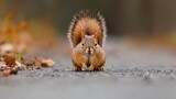Close-up of a red squirrel sitting on a gravel road. the squirrel is facing the camera and its body is facing towards the right side of the image.