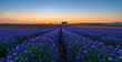 © Musharaf - Lavender field at sunset, blossoming rows with lonely farmhouse, iconic Provence, France landscape