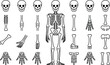 © RSDESIGN - Anatomy illustration of human skeleton with bones in black and white