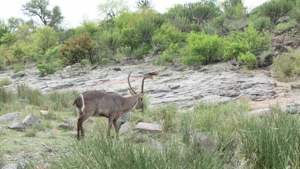 Wall Mural - A male waterbuck checking his surrounding before bending down for a drink in a riverbed, Kruger National Park.