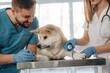 © standret - Bandaging the paw after blood sampling. Veterinarians are with Akita Inu dog in clinic
