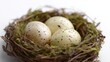 © nanskyblack - Bird nest with eggs close-up isolated on white