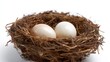 © nanskyblack - Bird nest with eggs close-up isolated on white