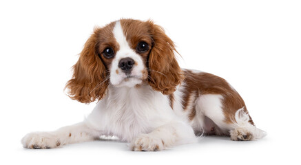 Poster - Cute brown and white Cabalier King Charles Spaniel dog puppy, laying down side ways. Looking attentive towards camera. Isolated on a white background.