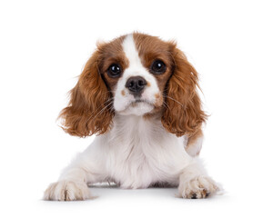 Poster - Cute brown and white Cabalier King Charles Spaniel dog puppy, laying down facing front. Looking attentive towards camera. Isolated on a white background.