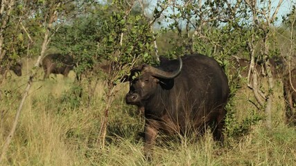 Wall Mural - Female Cape buffalo standing behind a green shrub before turning around to walk off into the back, Kruger National Park.