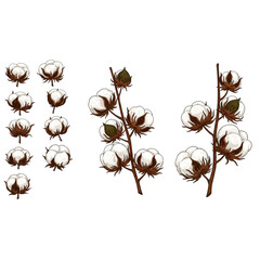 elegant cotton plant branch design elements perfect for textile branding logo creation and fabric pa