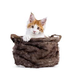 Poster - Adorable red with white Maine Coon cat kitten, sitting in brown faux fur basket. Looking towards camera. Isolated on a white background.