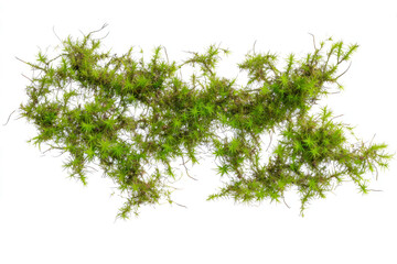 Green moss growing on a white background, flat lay, isolated on a transparent background	
