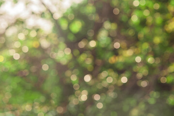 Wall Mural - Defocus light natural background. Bokeh, blurred defocus tree.
