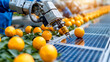 © AeSan - Automated orange sorting process citrus farm technology innovation agricultural environment close-up view efficiency in food production