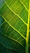 © shooreeq - Macro texture of leaf veins backlit by the sun, glowing green with visible structure and organic grid